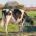 Kingsway Farms (@kingswaycows) Twitter profile photo Kingsway Farms (@kingswaycows) Twitter profile photo