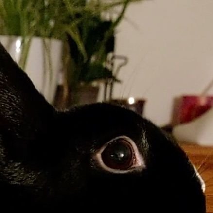 grey_strover's profile picture. Foster fail, sassy diva from the UK.