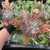 takcannabis (@takcannabis) Twitter profile photo takcannabis (@takcannabis) Twitter profile photo