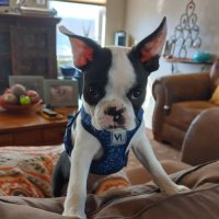 Dexters Dad (@dextersdad03) 's Twitter Profile