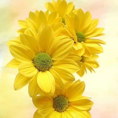 zargol_ah__'s profile picture. 