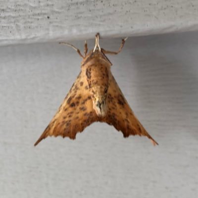 j_schuberth's profile picture. Professor of Politics and Political History. Kashmir fellow. US South Asian focus. Hate mercenaries of any kind. #Ifyoudontspeakyouareasgoodasdead