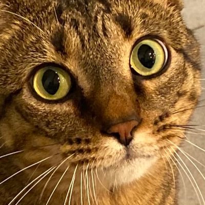 No likes? No replies? New account? Don’t bother following. Update - If you profile picture is a female looking away from the camera, you will also be blocked.