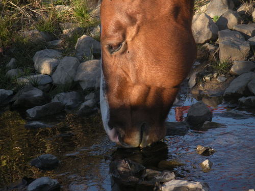 SusanFabin's profile picture. Celebrating Home Designer, Enjoy being envolved in all farms activites. Have two dogs and two horses .Trash to Treasure lover !