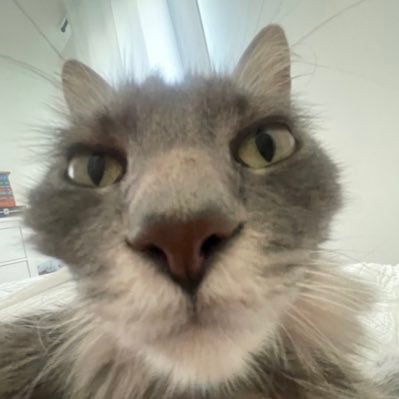 shann00ners's profile picture. Cheez-it™️ Connoisseur