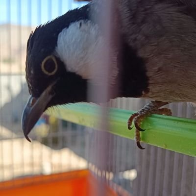 jamalnco's profile picture. Coc. Pes21. Taji