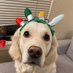Charlotte (@charlottedogmom) Twitter profile photo Charlotte (@charlottedogmom) Twitter profile photo