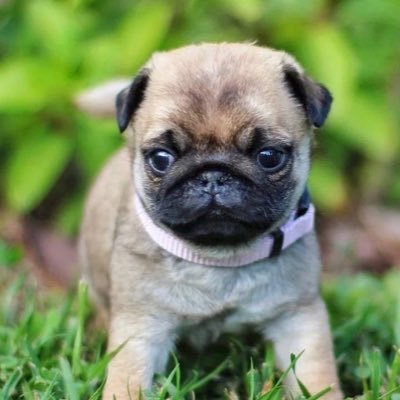 Mrgentl52043217's profile picture. 
