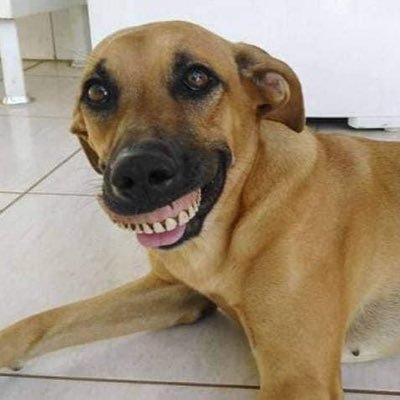 elybogs's profile picture. 