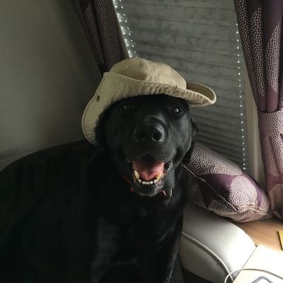 Irish by blood, Yorkshire by marriage. Butler to 2 Labradors. Pro EU, anti Toru. Music freak, potentially grumpy. No DMs unless I say so.🇮🇪🇪🇺🇺🇦