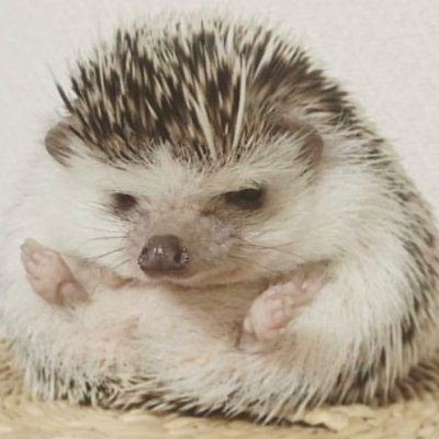 Linyva_Zhopka's profile picture. мені лінь писати про себе...