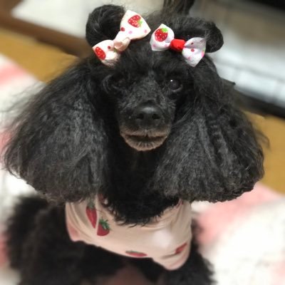 kamichan_pretty's profile picture. 