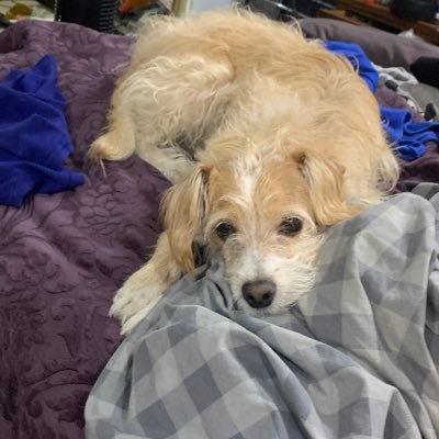 steff183's profile picture. No drama No petty BS #bluecrew straight ally 🌈 older millennial/Gen X ✡️🍣📖🐶🎶📺