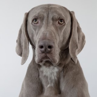 vosrik's profile picture. Nitwitter - For what it’s worth...