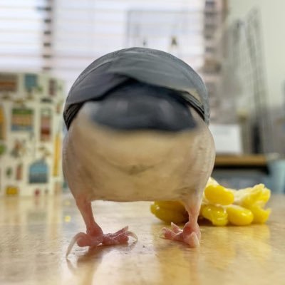 何気ない日々のことと桜文鳥との日々をツイートします。なるべくシンプルに暮らしたい。地方移住。子育て中。文鳥飼い。 LINEスタンプ販売中。