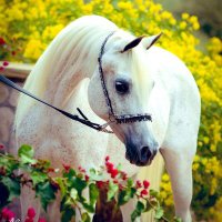 بنات الريح 🐎💗 (@a_s_lh) 's Twitter Profile