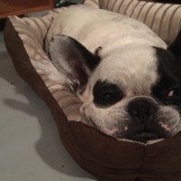 elaine corden (@elainecorden) 's Twitter Profile