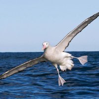 Albatross (@albatrosstime) 's Twitter Profile
