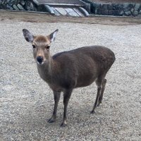 SGBO7 (@tomogisu19) 's Twitter Profile