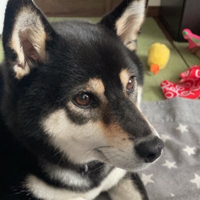 黒柴犬を飼いました。名前はアラレです。2018年5月生まれのオンナの子。よろしくお願いします。無言フォロー&いいね！お許し下さい。写真等の無断転載ご遠慮願います。