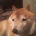 Catioro (@rfinigw) Twitter profile photo Catioro (@rfinigw) Twitter profile photo