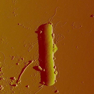 biogeochem_HZDR's profile picture. Research and application in radioecology, nuclear waste repository, f-element biology & actinides-plants/microbes interactions @HZDR_Dresden