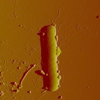 Department of Biogeochemistry at the HZDR (@biogeochem_hzdr) 's Twitter Profile