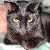 TL Ha (@notnowplease11x) 's Twitter Profile