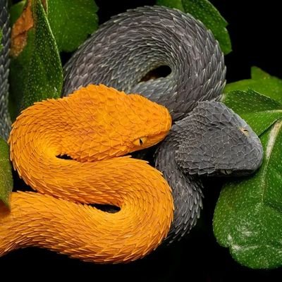 sky_mahad's profile picture. 