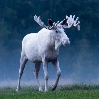 WildFrontier11's profile picture. Observing from outside the 🎪
Enjoy the show 🎥🍿