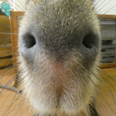 Domenek11's profile picture. 