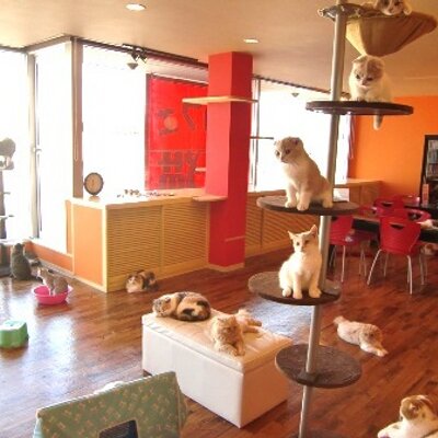 猫カフェ 夢猫 Kochiyumeneko Twitter