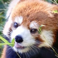 よにし (@yo_24panda) 's Twitter Profile