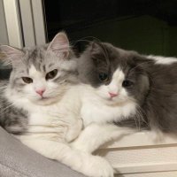 猫好き社労士 (@peony_jasmine21) Twitter profile photo