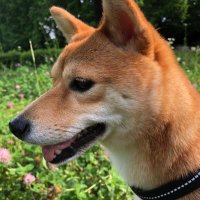 kaede_fox (@kaede_fox_jp) 's Twitter Profile