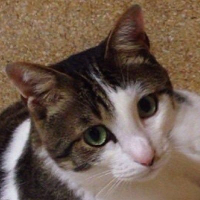 子猫の時に保護した翔ちゃん（早いもので今年13才）を孫のように可愛がっているじいじです。アラサーの娘と息子がいますが本物の孫に会える予定はまったくありません☺️