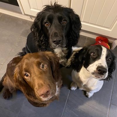 Sensible Jura (the black one), tiny Raasay (the black & white one) and enormous Ailsa (the brown one)… adventures in the lovely Lake District