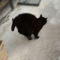 ニュー (@plopplopv) 's Twitter Profile