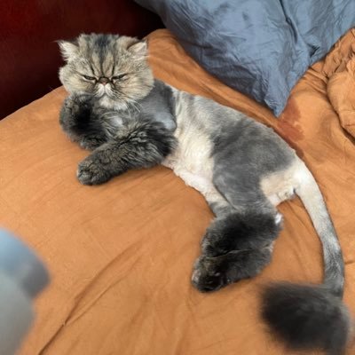 Feline Philosopher, Conservative Cat, USMC Vet, University of Louisville grad, Scrabble Pro, Buckethead Fan, Piper🕵️♂️, and Trucker 🚚🚋🚋🚋, 🚫DM’s.