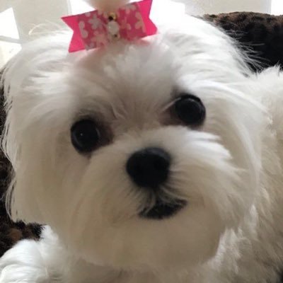Christian. Love my country, the Flag and our constitution. UltraMAGA. Free speech and support everyone’s right to it. Love my Maltese Grace Sugaree
