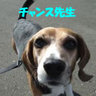 chancepapa's profile picture. ビーグルのチャンス先生、フラットコーテッドレトリーバーのティアラ姉さん、ココちゃんと暮らしています。ワンコブログ更新中。北海道在住。バイク、猫、犬、お酒が好き。https://t.co/ndULYHOymfでブログもやってます。