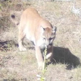 Restoring historic fish and wildlife habitat in the Blue Mountain range in NE Oregon.