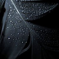Black.Feather (@featherwind8390) 's Twitter Profile