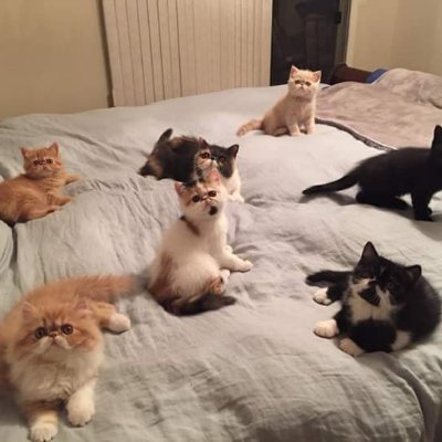 ThomasC60634895's profile picture. Trump Loyalist   Conservative   TRUMPISH!!