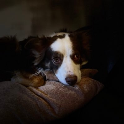 Sunnybay1712's profile picture. Life is precious, cherish those you love as one day they will be gone ♥️ 🐶😺🐴