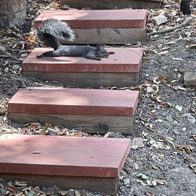 doug_fouche's profile picture. Proud transplanted Pennsylvanian, now proud Texan. Retired business consultant specializing in senior living. Random DM’s are not nice.