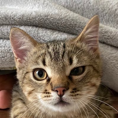 aspic032593471's profile picture. гуморист 
комік