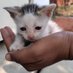 Cats did countdown (@bluerpinker) Twitter profile photo Cats did countdown (@bluerpinker) Twitter profile photo