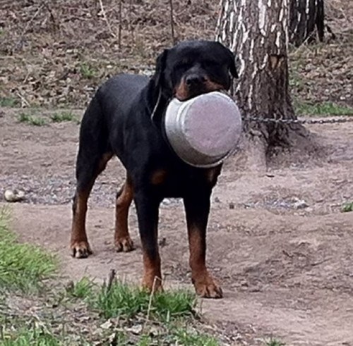 nav_ru's profile picture. Вечно голодный !