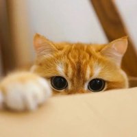Sophie_ELN (@sophie_eln) 's Twitter Profile